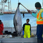 Senate bill would make it easier for foreign workers to get to Hawaiian tuna fishing vessels