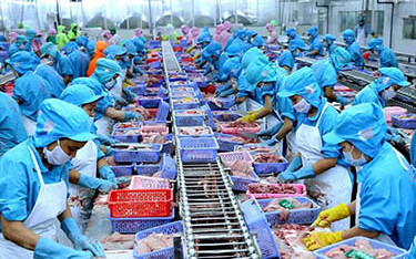 A pangasius production line in Vietnam.
