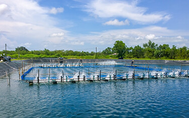 A shrimp farm in Vietnam.