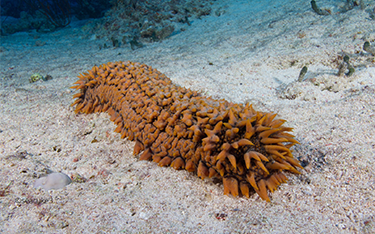 A sea cucumber sitting on sand at the ocean's bottom.