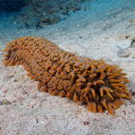 A sea cucumber sitting on sand at the ocean's bottom.