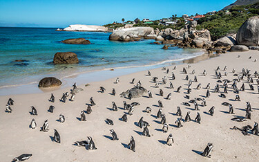 The penguin colony on Boulders Beach, South Africa.