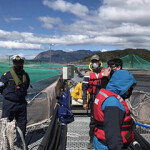 Chile’s Superintendency of the Environment investigating an Australis Mar farm.