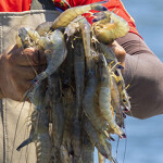 Shrimp caught for Del Pacifico Seafoods.