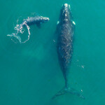 A right whale mother and calf swimming.