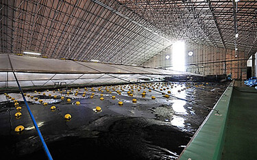 An indoor shrimp farm operated by IMT Engineering Company.