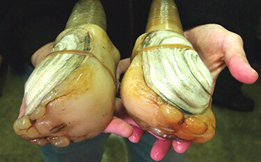 A man holds two large geoducks in his hands.