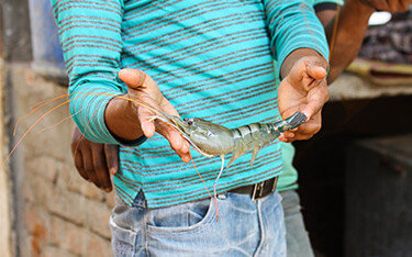 A Bangladeshi shrimp trader holding a black tiger shrimp.