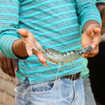 A Bangladeshi shrimp trader holding a black tiger shrimp.
