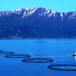 A salmon farm in Norway.