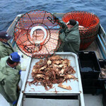 Canadian snow crab fishers at work.