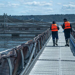 Two workers walk along a walkway next to a salmon net pen in Chile.