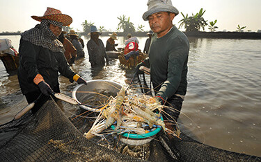 A shrimp harvest in Thailand.
