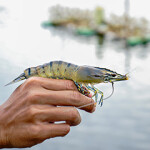 A black tiger shrimp.