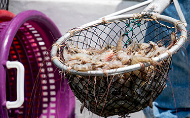 A net full of shrimp at an Indian shrimp farm.