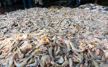 A large pile of raw unpeeled shrimp.