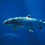 A salmon swimming in blue water.