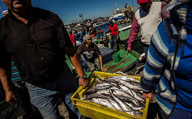 A group of Chilean fishermen carry a tote full of their catch.