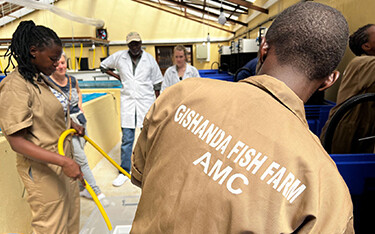 Gishanda Fish Farm workers grading tilapia at the new recirculating aquaculture system.