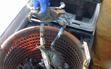 A fisherman pulls a Chespeake Bay blue crab out of a bucket.