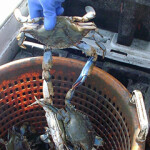 A fisherman pulls a Chespeake Bay blue crab out of a bucket.
