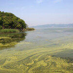 hamrful algal bloom in the water