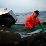 Fisherman pull in a net while cod fishing in Norway.