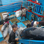 Tuna fishing in Indonesia.