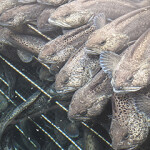 A school of spotted wolffish calmly resting on shelves set up in an aquaculture tank.