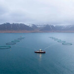 A group of Arctic Fish salmon net pens near mountains in Iceland.