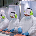 A group of employees work in a Chilean salmon processing plant.