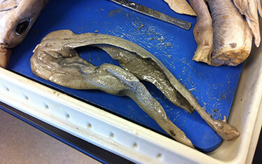 Shark liver dissection
