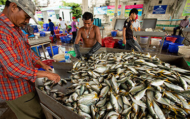 Thai fishermen sort fish.