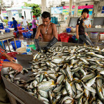 Thai fishermen sort fish.