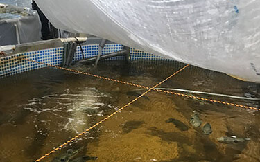 A small aquaculture tank used by Aqua Stage to raise tiger pufferfish in Japan.