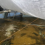 A small aquaculture tank used by Aqua Stage to raise tiger pufferfish in Japan.