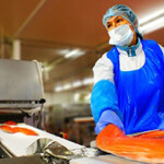 A Mowi employee processing salmon.