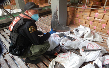 An inspector showcasing shark fins found during operations to uncover illegal fishing