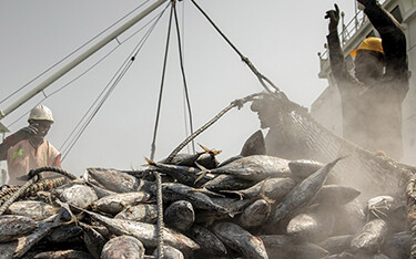 Fishermen hauling in their catch.