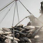 Fishermen hauling in their catch.