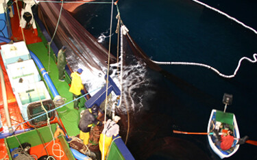 A purse-seine fishing vessel.