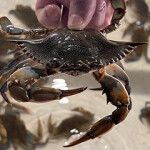 Blue star crab