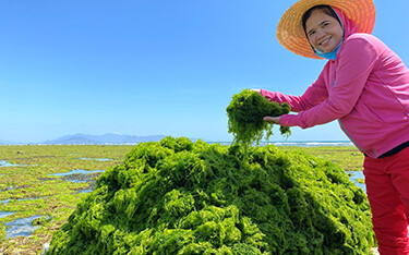 A worker with Ocean Harvest Technology harvesting seaweed