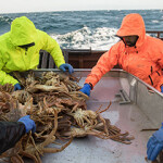 Fishermen sort through a crab catch on board a crab vessel.