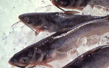 Fresh catfish on ice.