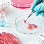 Cultivated meat being grown in a lab.