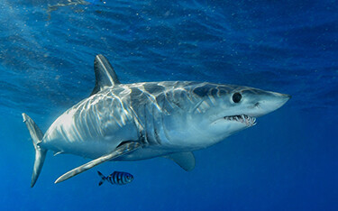 A mako shark swimming