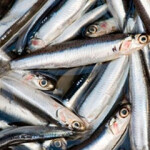 Peruvian anchoveta.