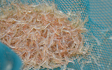 Krill in a small net.
