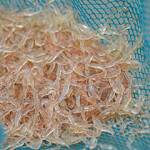 Krill in a small net.
